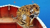 (dng)(hu)ϻлyƤw